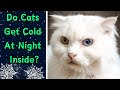 How do i know if my cat is cold at night