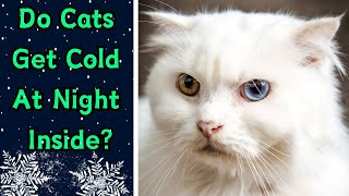 How Do I Know If My Cat Is Cold At Night?