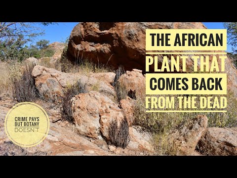 The Resurrection Plant of Southern Africa