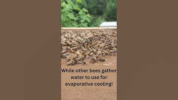 Honeybees fanning the top entrance on a hot day!
