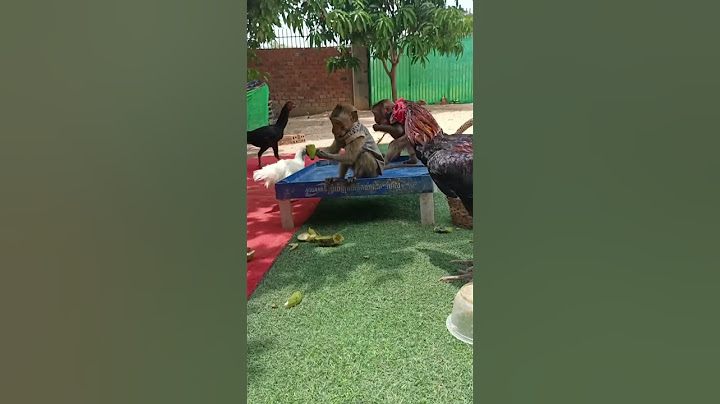 Smart coco is fighting with cock and look joke family #shorts