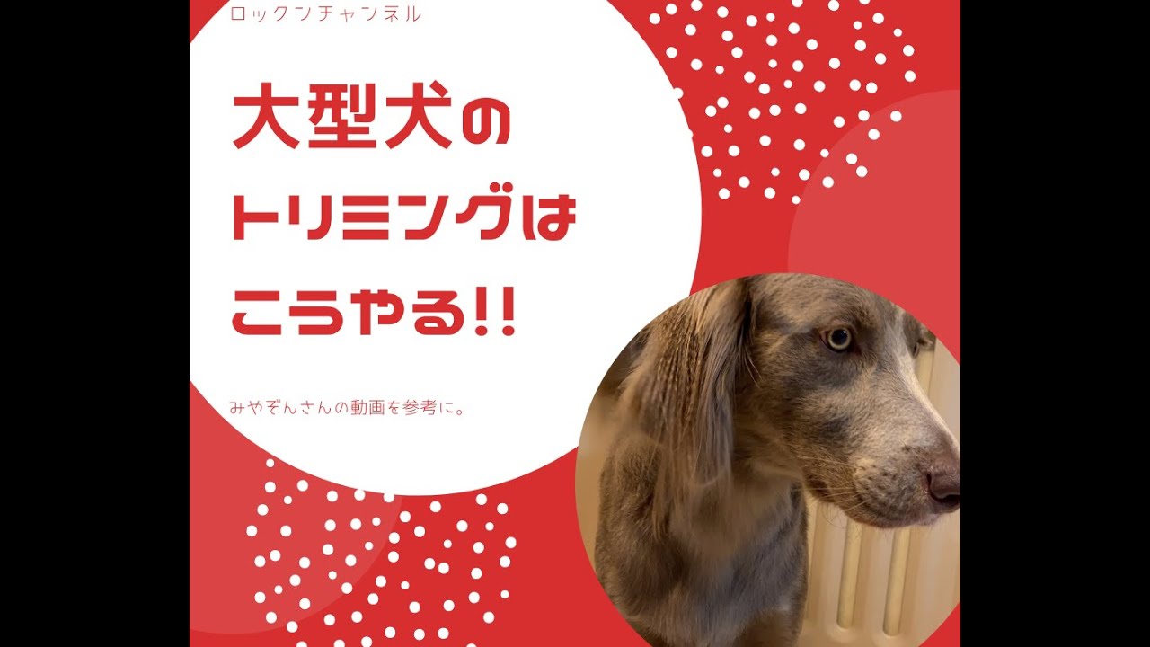 大型犬のトリミングのやり方と３つのステップ みやぞんさんの動画を参考に Youtube