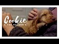 Cookie The Puppy - First Day Home! Play Explore Sleep - 8 Week Old Golden Cocker Spaniel Dog