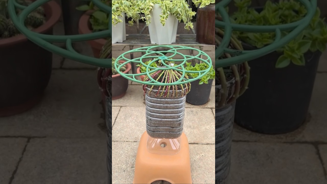 Create craft bottle plastic turned into pots plant portulaca flower #shorts #plants #diy