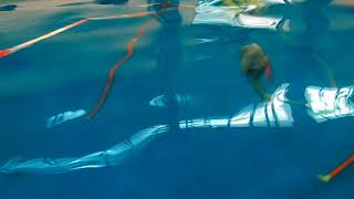 The robot dolphin ^-^