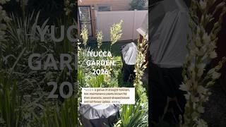 YUCCA PLANT UPDATE IN GARDEN WHAT STARTED AS 2 HAVE MULTIPLIED OVER THE YEARS TO 10 STALKS #yucca
