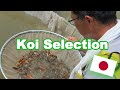 Koi fish selection in japan  how baby koi are selected koi selection guide