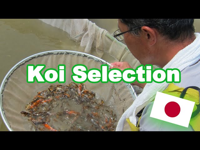 Koi fish selection in Japan | How baby Koi are selected [KOI SELECTION GUIDE] class=