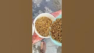 how to do rich pap for adults and babies