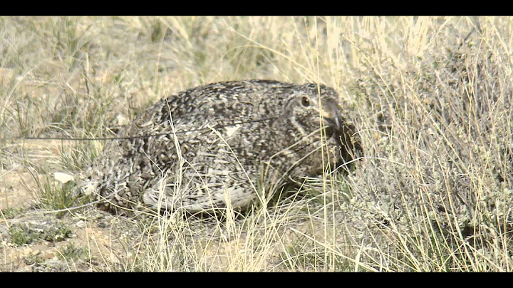 Sage Grouse in Wyoming