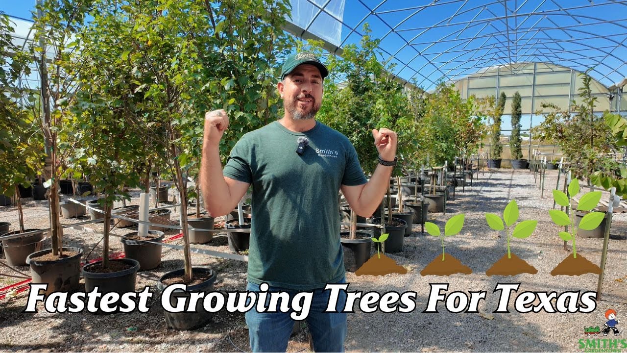 Fastest Growing Trees For Texas - YouTube