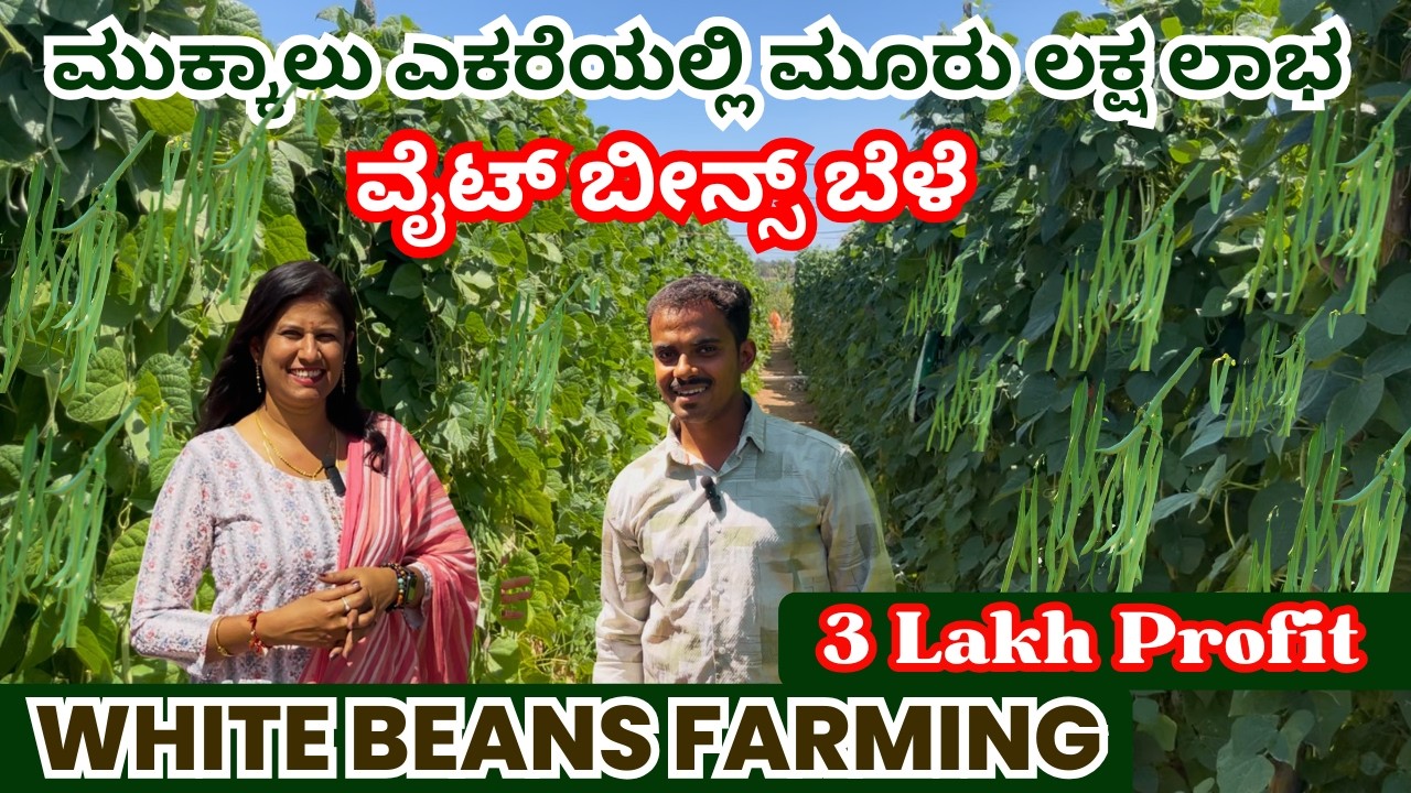 ಮುಕ್ಕಾಲು ಎಕರೆಯಲ್ಲಿ ಮೂರು ಲಕ್ಷ ಲಾಭ I  ವೈಟ್ ಬೀನ್ಸ್ ಬೆಳೆ I WHITE BEANS FARMING IN KANNADA I HOSAKOTE