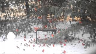 When I noticed all these cardinals at the feeder I had to grab the camera and shoot through the window. Keep in mind that for all you 