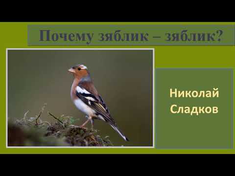 Николай Сладков "Почему зяблик - зяблик?"