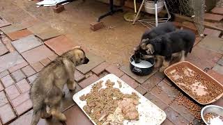 I GIVE FOOD AND MILK MY PETS DOGS AND PUPPIES AT THE BACK YARD..