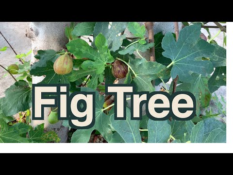 How to grow a fig tree in a cold climate