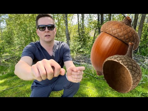 How to whistle super loudly with an acorn ￼