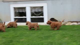 Golden Retriever Puppies For Sale by Greenfield Puppies 77 views 3 days ago 39 seconds