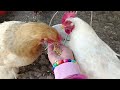 Porque no hice videos, ya no tendré más pollos? gallina clueca rompe huevos, actualización gallinas