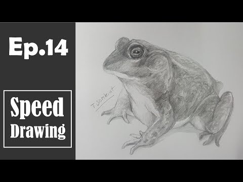 Ep.14 วาดภาพกบ | Drawing Frog | Speed Drawing