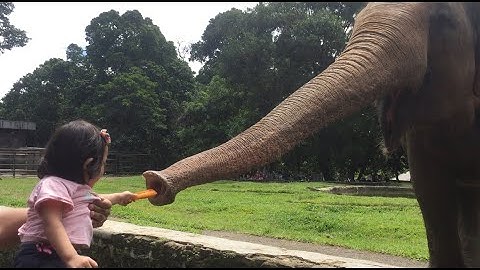 Animal Zoo | Ragunan Zoo | Kebun Binatang Ragunan