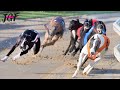Greyhound Racing - Race of Champions. 🏁🏆