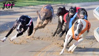 Greyhound Racing - Race of Champions. 🏁🏆 by JerseyGroovyFilms 74,208 views 10 months ago 2 minutes, 19 seconds