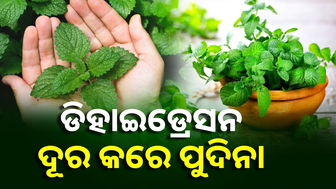 ଜାଣନ୍ତୁ ପୁଦିନା ଖାଇବାର ଲାଭ, ଶରୀର ରହିବ ସୁସ୍ଥ ଓ ଥଣ୍ଡା || Knews Odisha