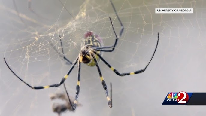 Giant 'parachuting' Joro spiders: 11 facts about these scary critters,  where they are, whether they pose a danger 