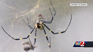 Large, parachuting spiders could soon invade the East Coast, study finds