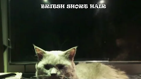 Video 1876871: cat kitten britishshorthair kitty, britishshorthair catlover pets, britishshorthair meow cat, playing britishshorthair catlover, british hair cat, cat fight kittens pets