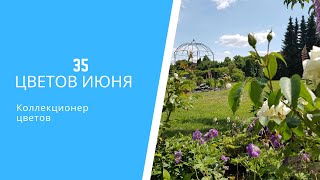 🌾35 ЦВЕТОВ ИЮНЯ: зимостойкие многолетники для сада, которые стоит посадить в августе (апреле-мае)