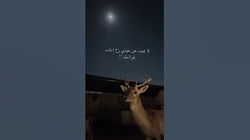 بن فطيس محمد المري شعر قصائد فن شعر 