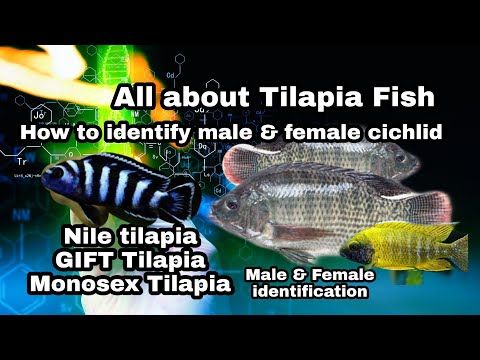 Know about Tilapia Fish.Difference between male and female Cichlid. Namma Bengaluru