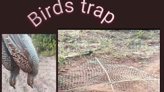 hunting in Pakistan!  bird trap cage