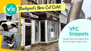 Cat Cafe - Cafe Meow