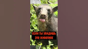 ЕСЛИ ТЫ УВИДИШЬ ЭТО ЖИВОТНОЕ, ТО БЕГИ!