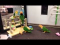 シロハラインコころころ