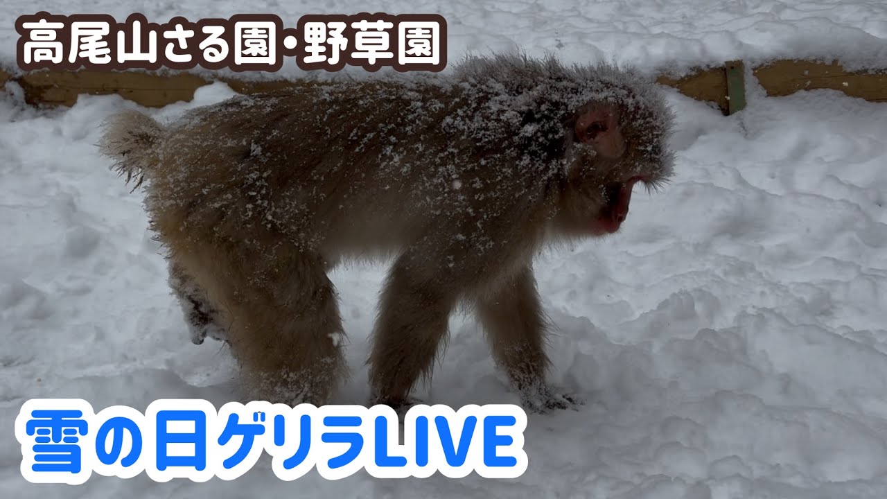 雪の日ゲリラライブ:高尾山さる園・野草園ライブ配信中 - YouTube