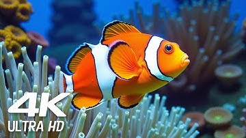 TURTLE PARADISE 3 - a Nature Relaxation™ Underwater Ambient 4K Film ft Relax Moods Music - 11 HOURS