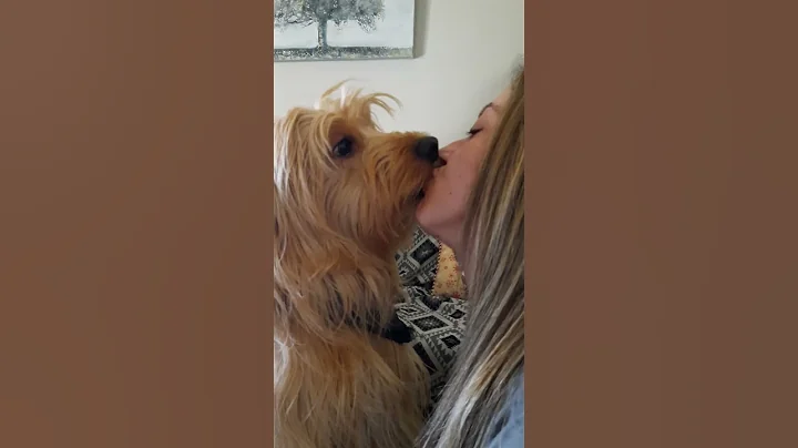 #doglover #kiss #kissing #dog #shorts #love