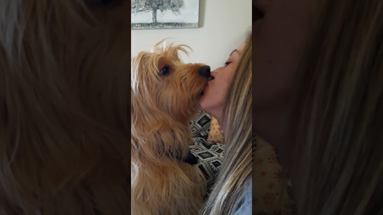 ⁣#doglover #kiss #kissing #dog #shorts #love