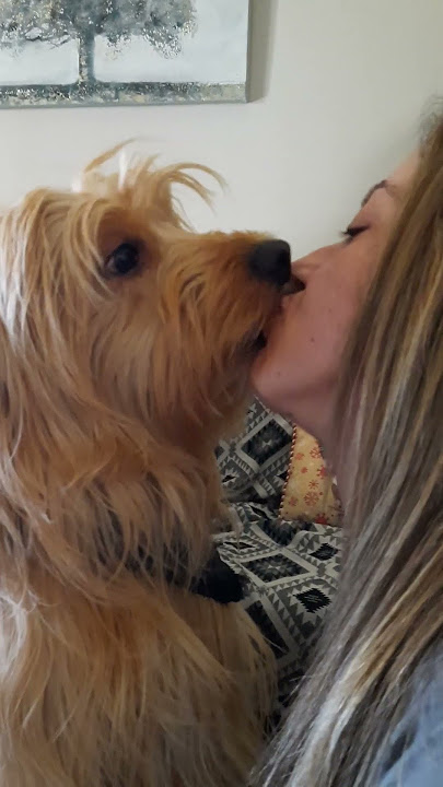 #doglover #kiss #kissing #dog #shorts #love