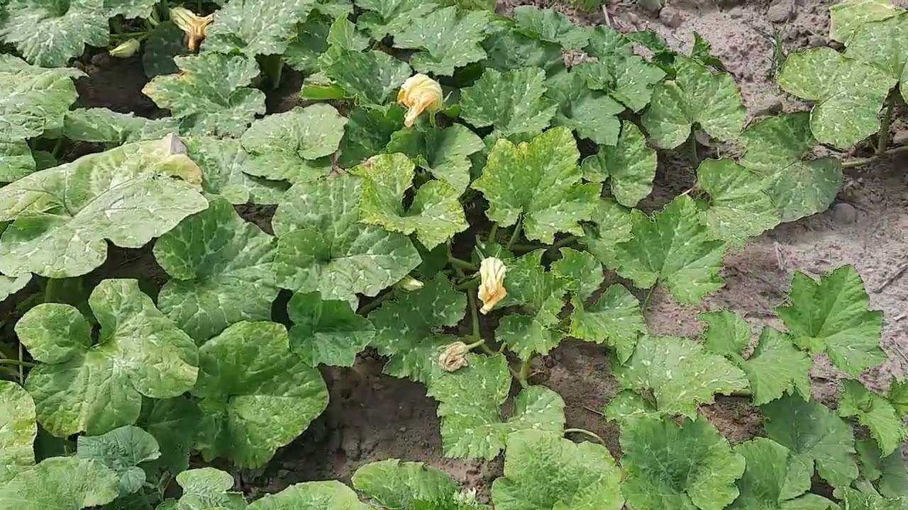 Донецкая область, Дружковка. 23.07.22 - YouTube