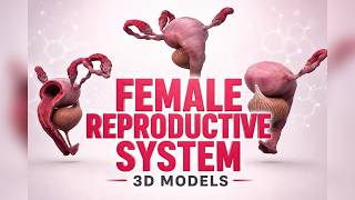 Female Reproductive System: 3D Anatomy and Function screenshot 4