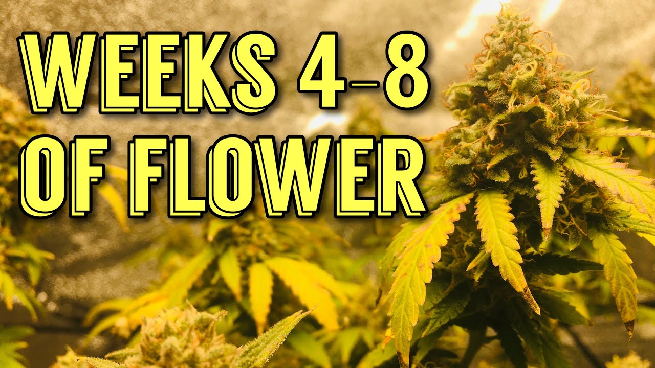 Photoperiod Cannabis Grow Start To Finish - Weeks 4-8 Of Flower