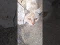 mahallemizin #kedileri #cat  yemek istiyorlar