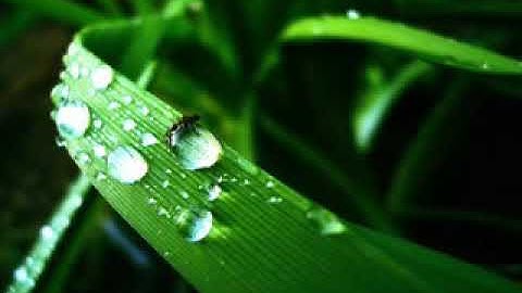 سورة الزمر بصوت هادئ عذب شجي يريح القلب والبال
