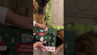 I bought an Advent Calendar for my dogs… here’s how it went 🥰🤩