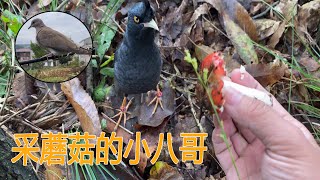 The guy took a little bird to walk on the mountain and found a lot of mushrooms by accident.